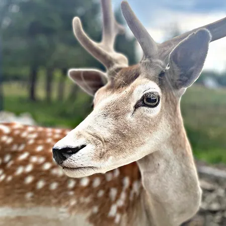 Tente de luxe Forest Glamp & Jacuzzi Zakopane
