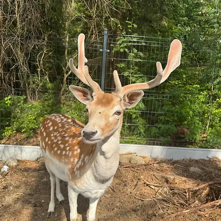 Forest Glamp & Jacuzzi Zakopane