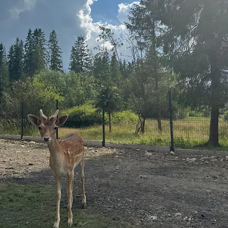 Forest Glamp & Jacuzzi Luxury tent *
