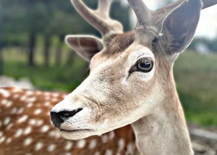 Luxusní stan Forest Glamp & Jacuzzi Zakopane