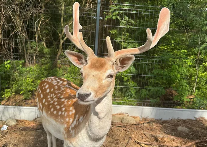 Forest Glamp & Jacuzzi Zakopane